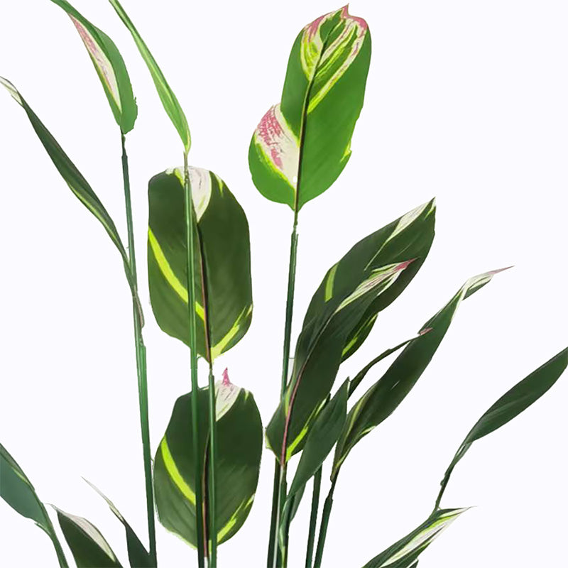 Декоративно растение в саксия lucky i  зелено d80x210см