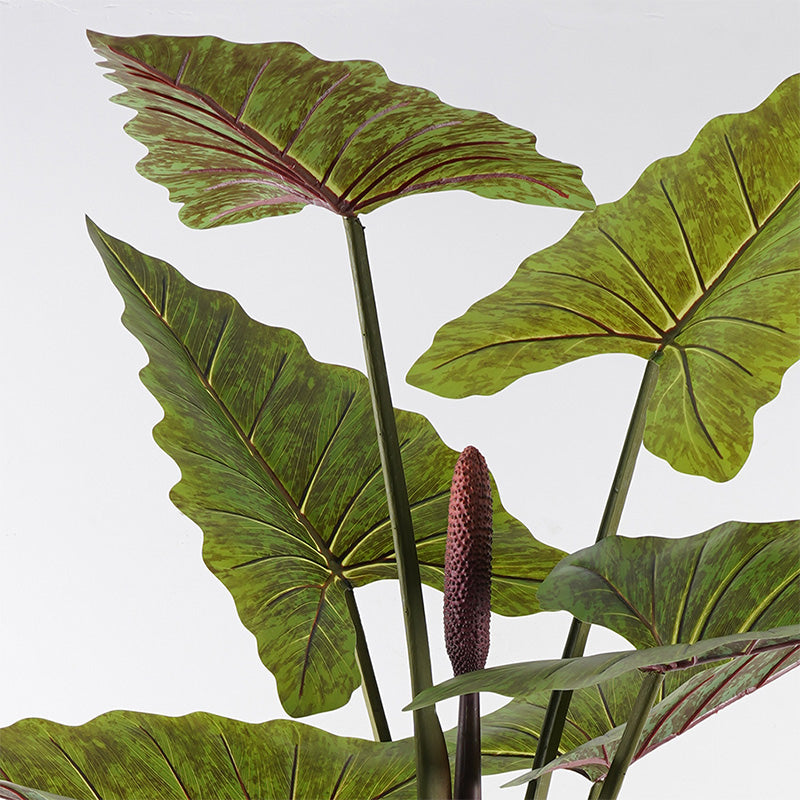 Декоративно растение в саксия wentii  зелено d130x180см