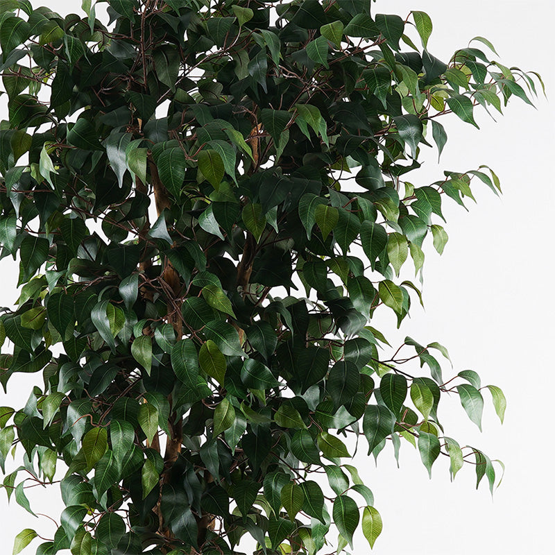 Декоративно растение в саксия банян инарт зелен диаметър 95x180 см