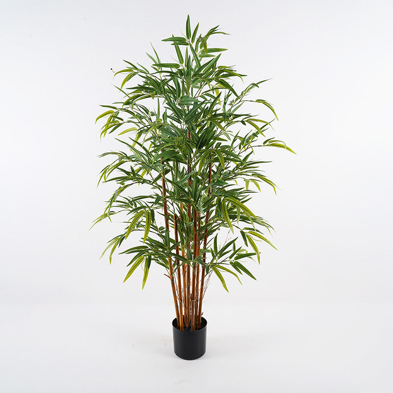 Декоративно растение в саксия Rhapis   зелено d60x120см