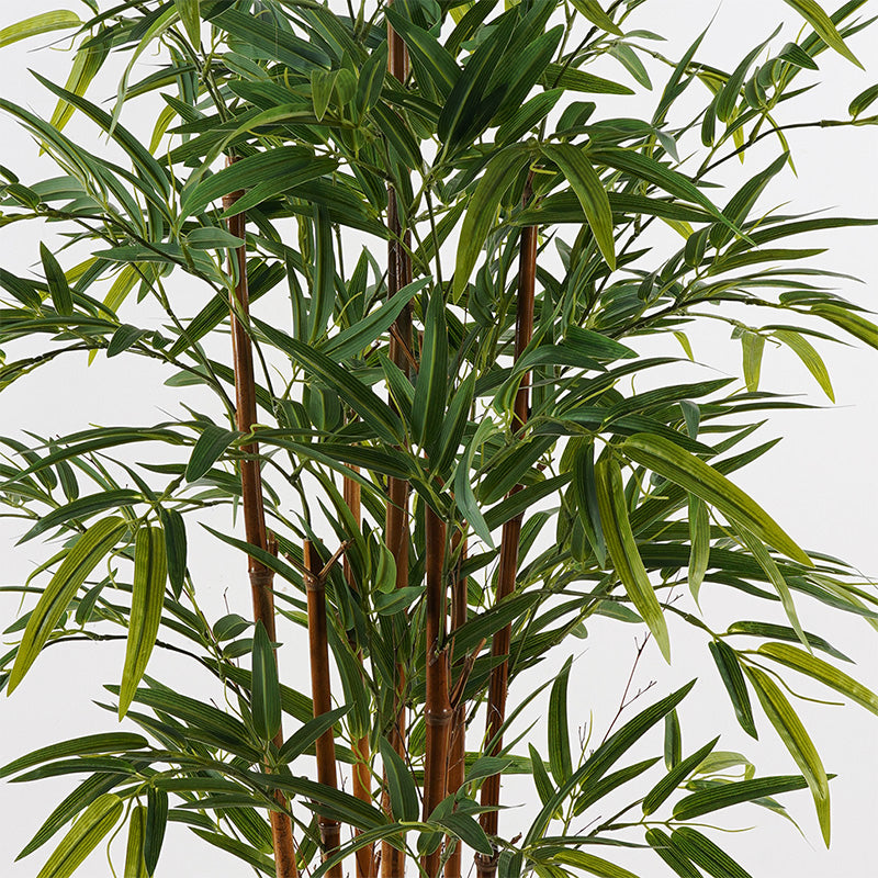 Декоративно растение в саксия Rhapis   зелено d60x120см