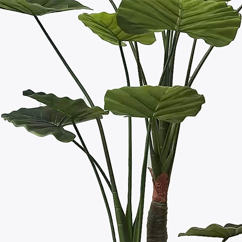 Декоративно растение в саксия Taro зелено d90x180см