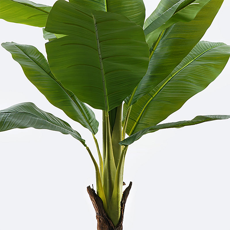 Декоративно растение в саксия муса инарт зелено d105x180см