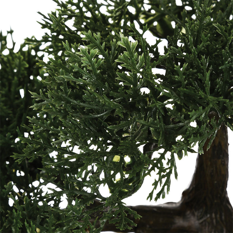 Саксийно растение BONSAI 18 35x32x34см