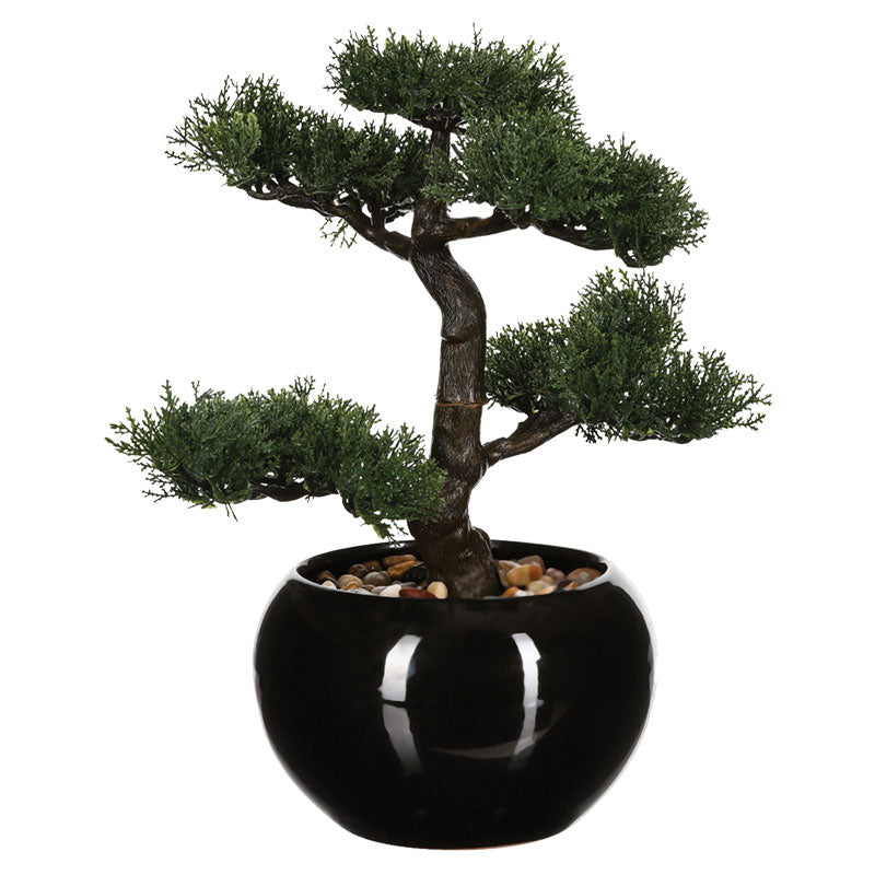 Саксийно растение BONSAI 18 35x32x34см